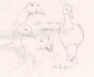A real gaggle of geese! Pencil sketching for practice.