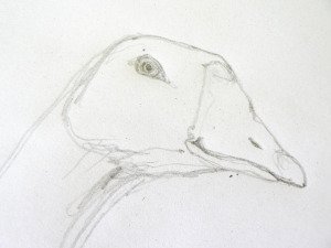 goose2