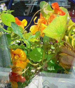 My last years' nastursiums were stunning