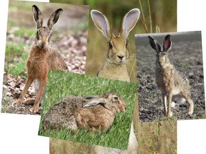 These are th eother hare images I bought - so excited to use these in future works...