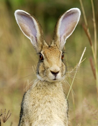 My latest muse - a glorious Indian Hare