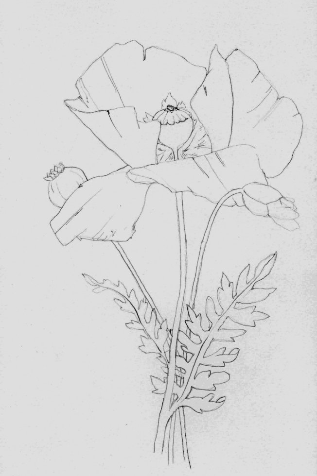 Use this as your outline if you are not a confident drawer