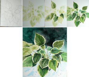 hosta